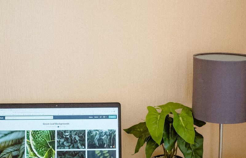 A calm workspace with a laptop and a green plant.